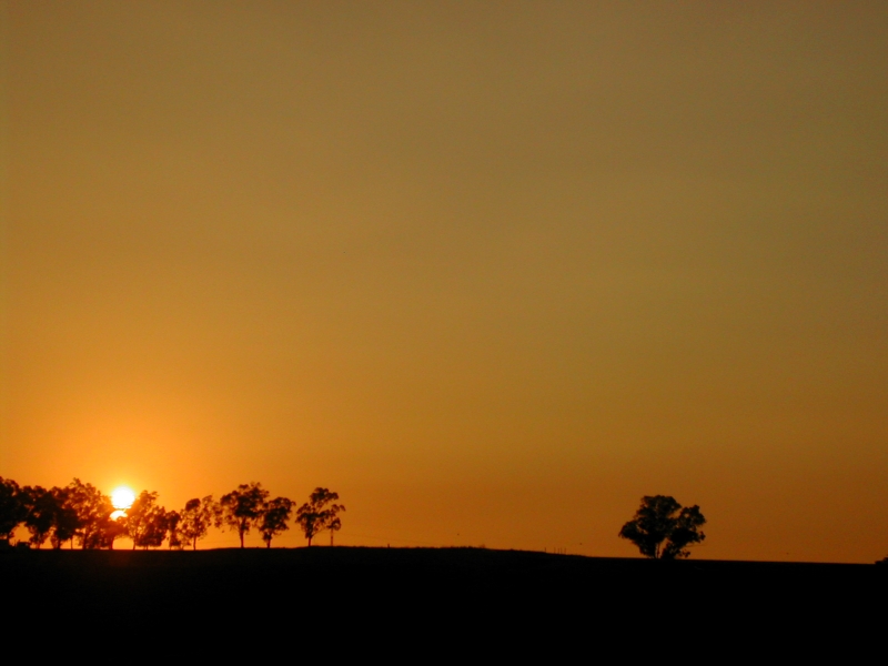 עץ בשקיעה | כל הזכויות שמורות