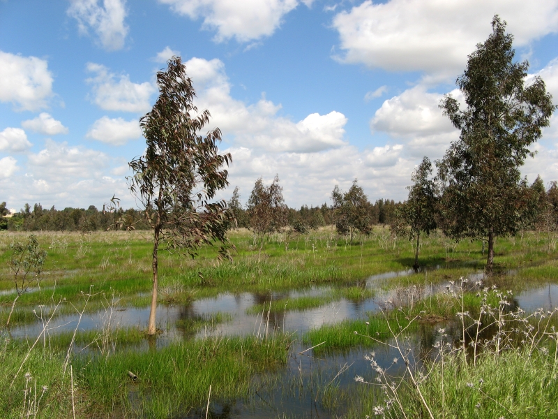 אחרי הגשם | כל הזכויות שמורות