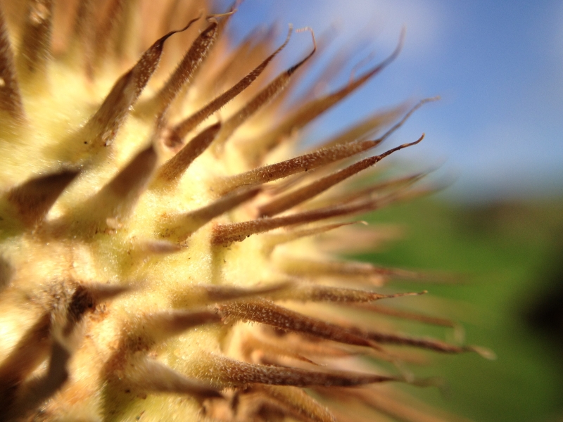 קוץ עסיסי | כל הזכויות שמורות