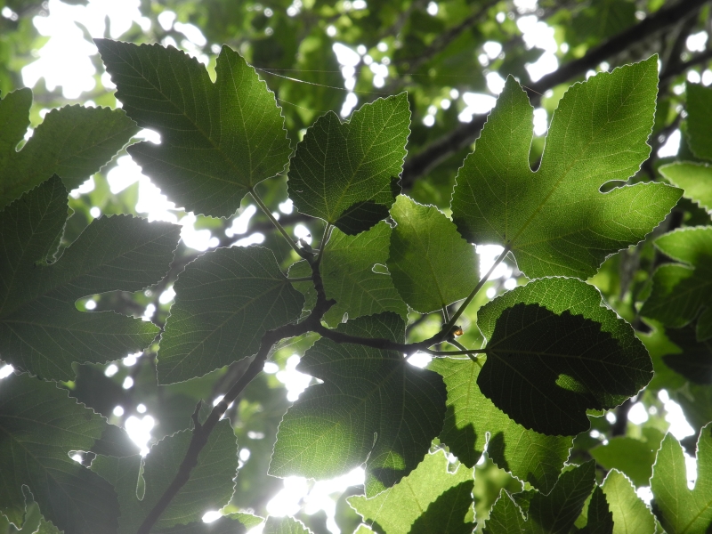 אור בין העלים | כל הזכויות שמורות