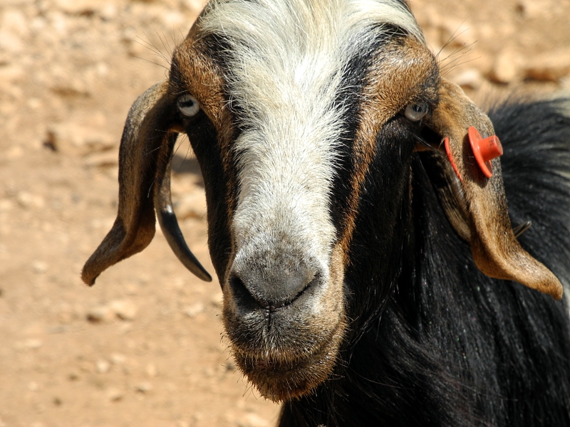 עזים בגליל | כל הזכויות שמורות