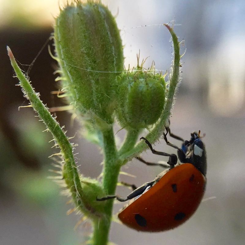 מיקרוקוסמוס | כל הזכויות שמורות