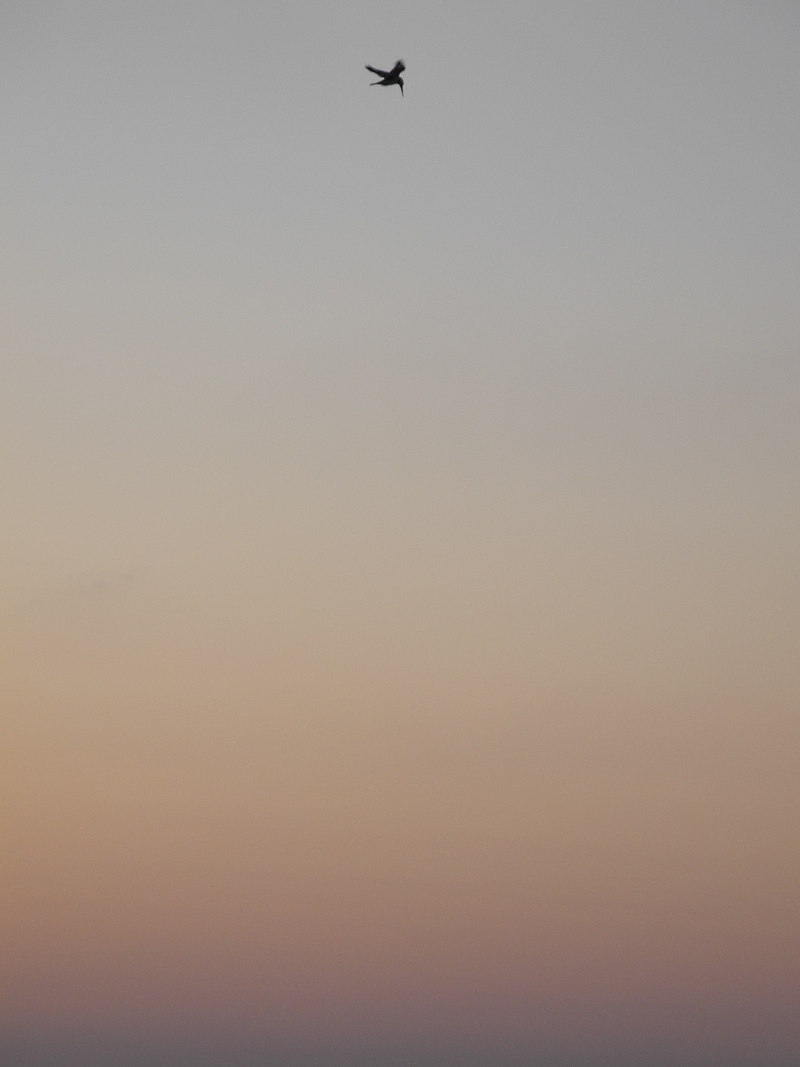 פרפור עקוד | כל הזכויות שמורות