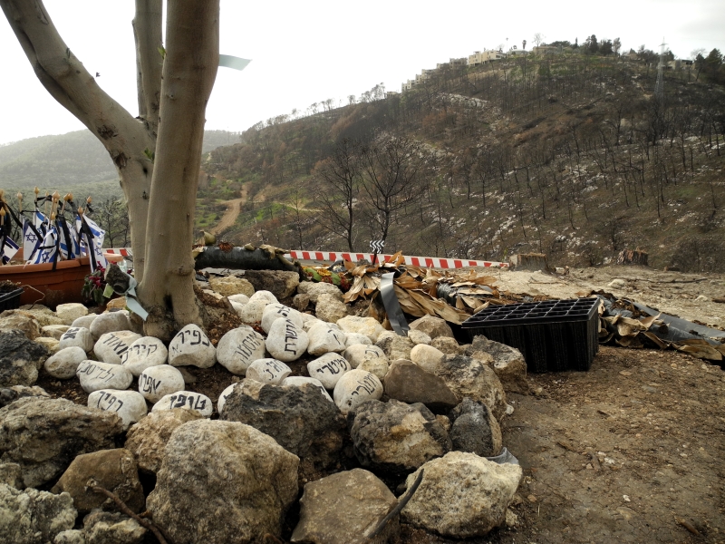עץ זית וזכרון | כל הזכויות שמורות