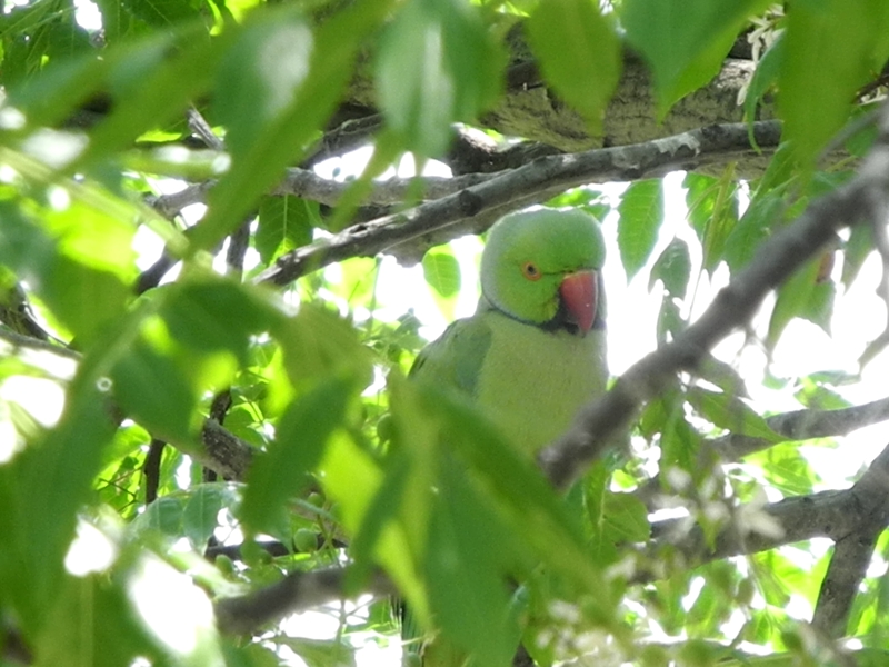תוכים בחלון | כל הזכויות שמורות